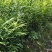 畅销产品罗汉松芽苗，广西桂林中园绿化基地，