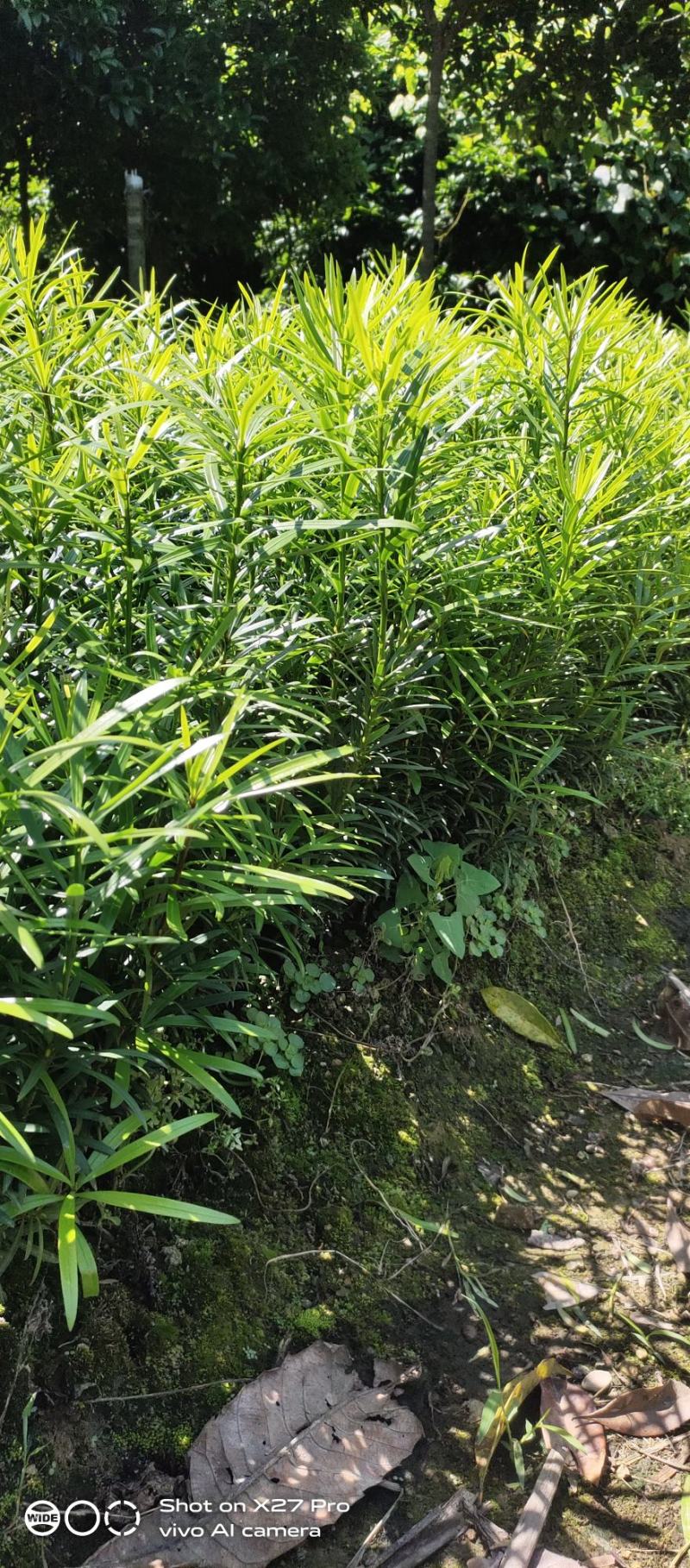 畅销产品罗汉松芽苗，广西桂林中园绿化基地，