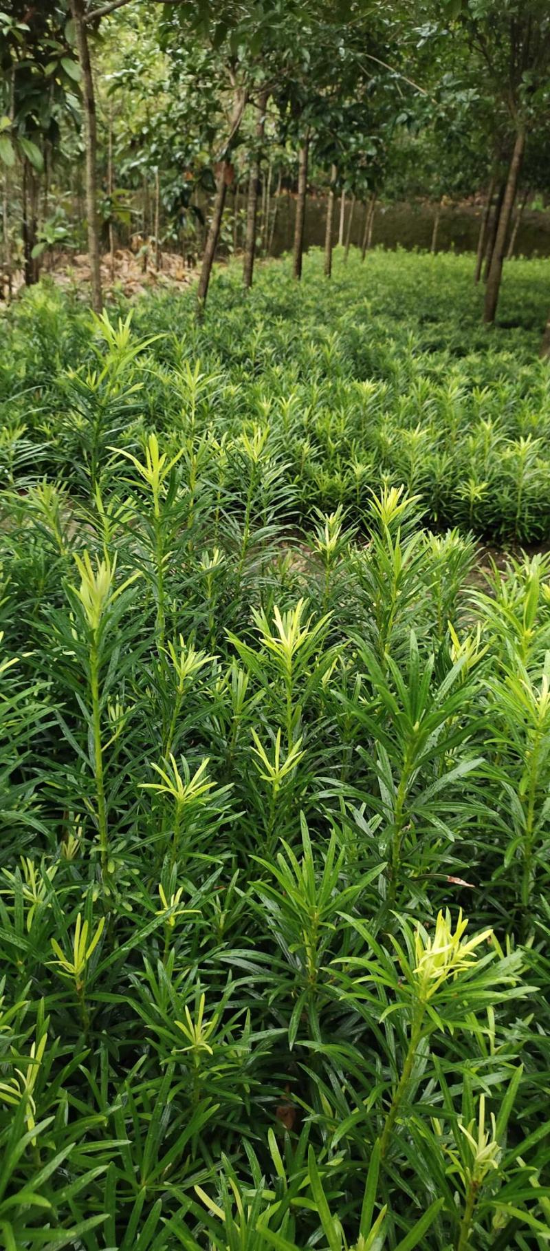畅销产品罗汉松芽苗，广西桂林中园绿化基地，