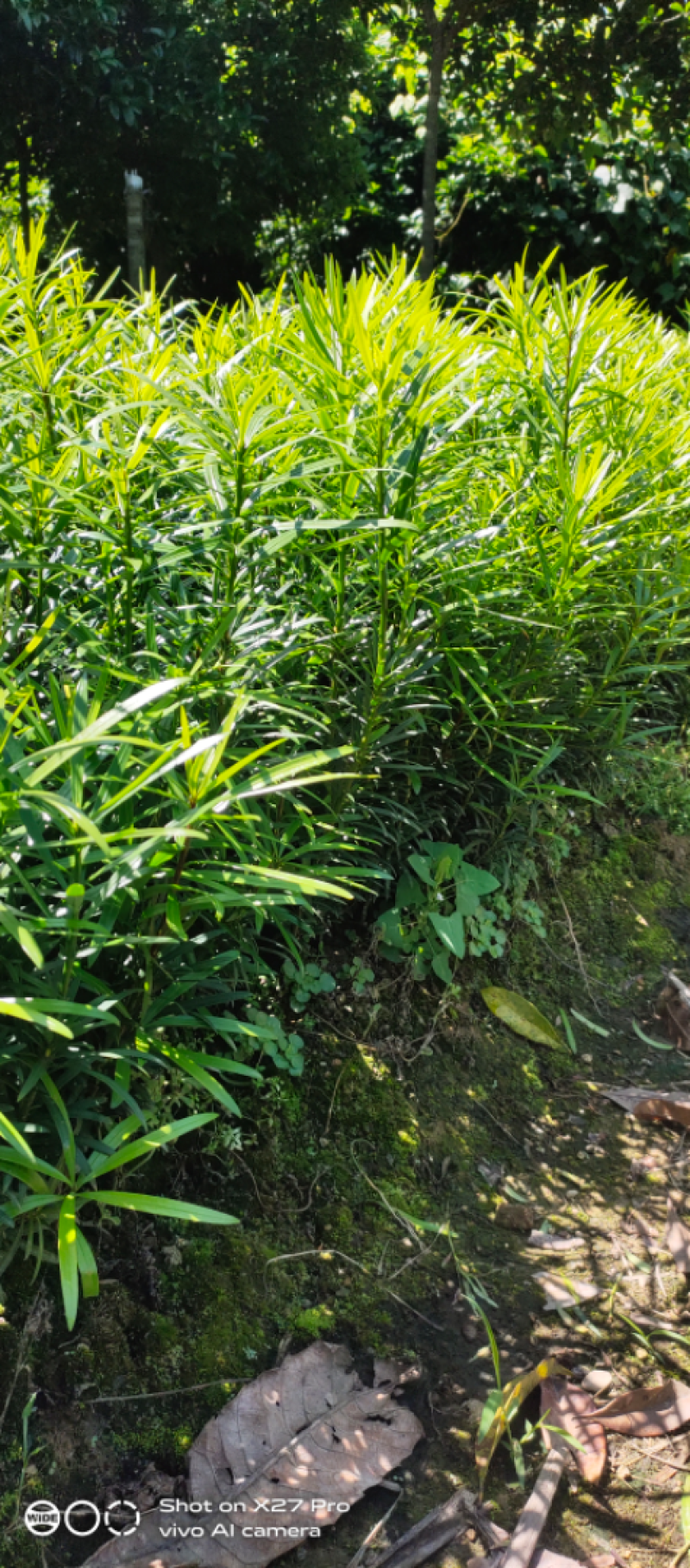 畅销产品罗汉松芽苗，广西桂林中园绿化基地，