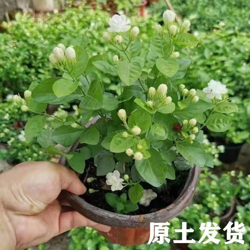 基地直发茉莉花盆栽茉莉花苗绿植小桩驱蚊虫浓香型花卉包邮价