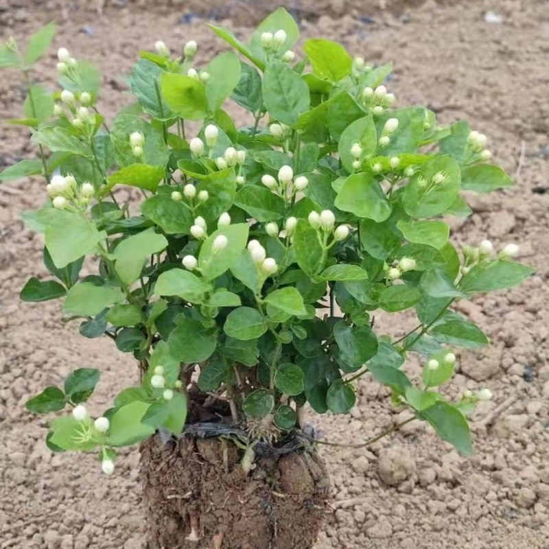 基地直发茉莉花盆栽茉莉花苗绿植小桩驱蚊虫浓香型花卉包邮价