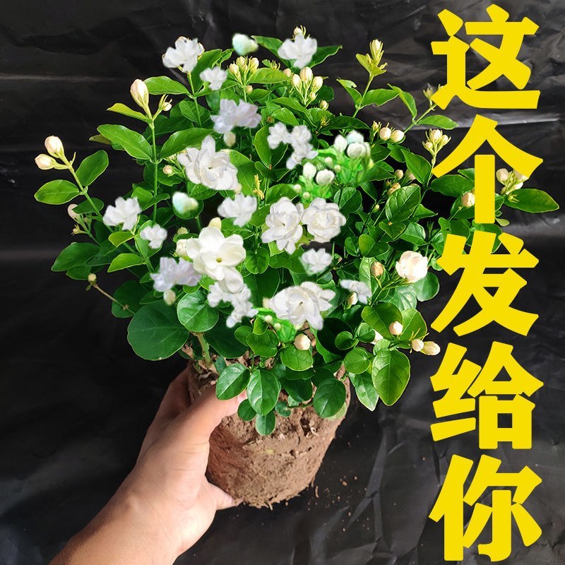 基地直发茉莉花盆栽茉莉花苗绿植小桩驱蚊虫浓香型花卉包邮价