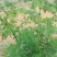 青蒿（黄花蒿）