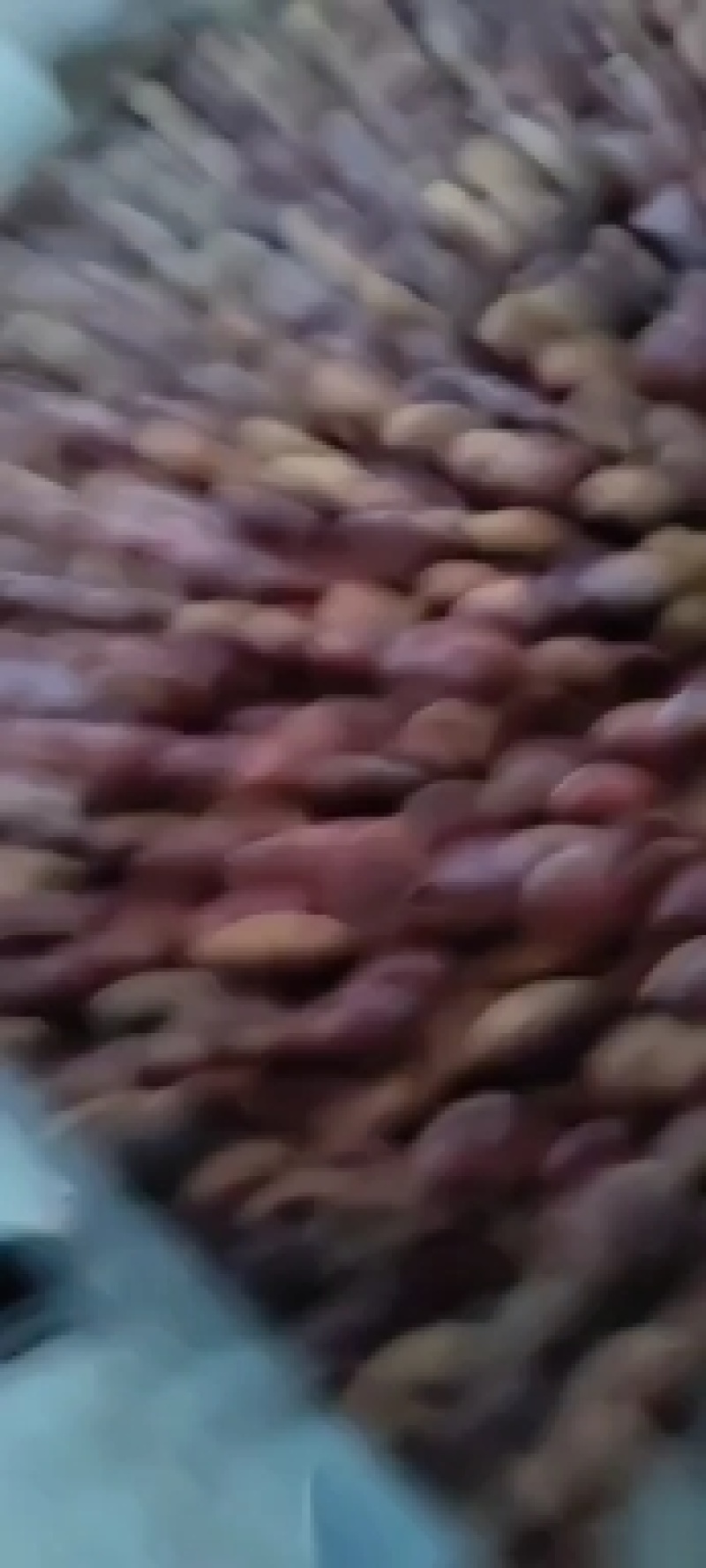 板栗