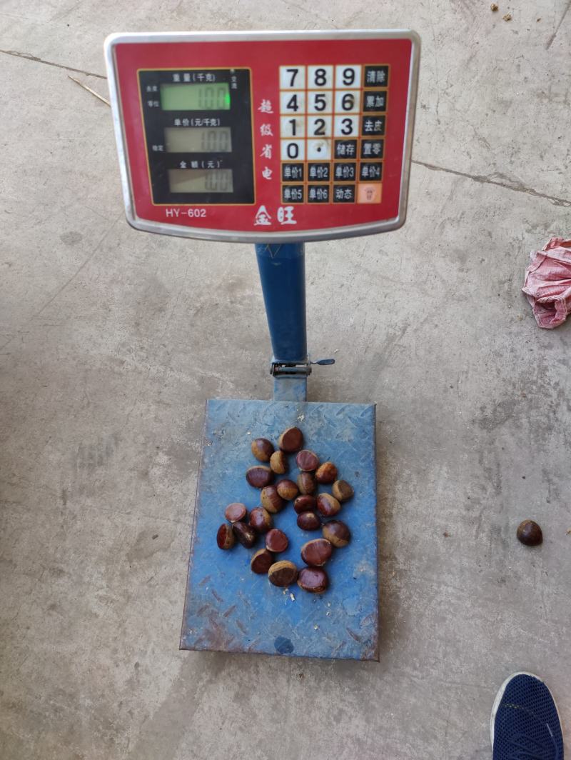 板栗