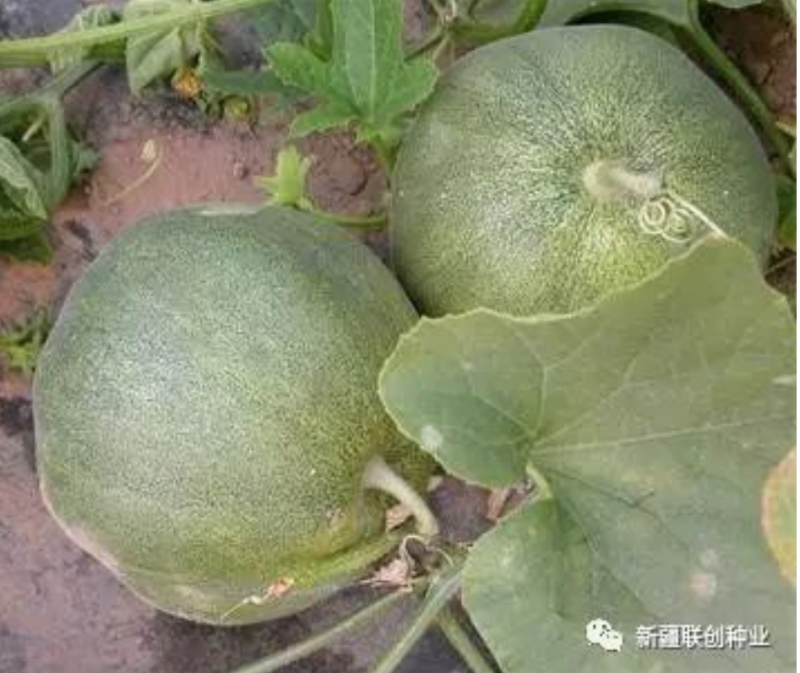 博繁绿莹F1甜瓜种子绿皮绿肉早熟含糖量18结果能力强