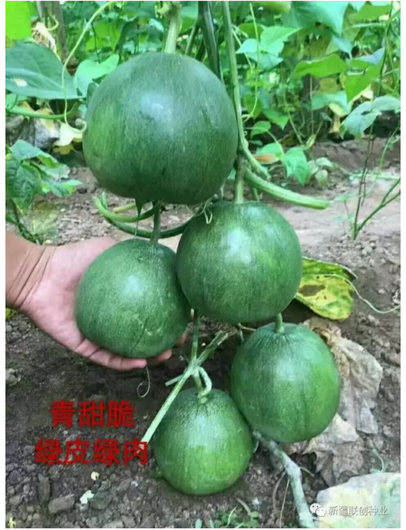 博繁绿莹F1甜瓜种子绿皮绿肉早熟含糖量18结果能力强