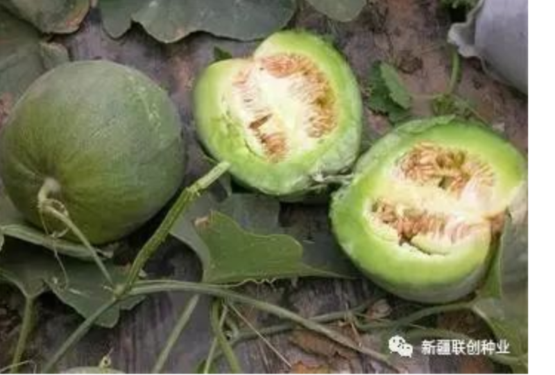 冰糖甜宝抗病性强，抗病毒含糖量16度易座果口感好