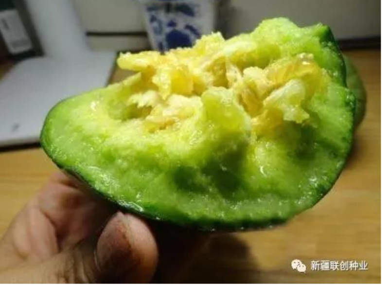 冰糖甜宝抗病性强，抗病毒含糖量16度易座果口感好