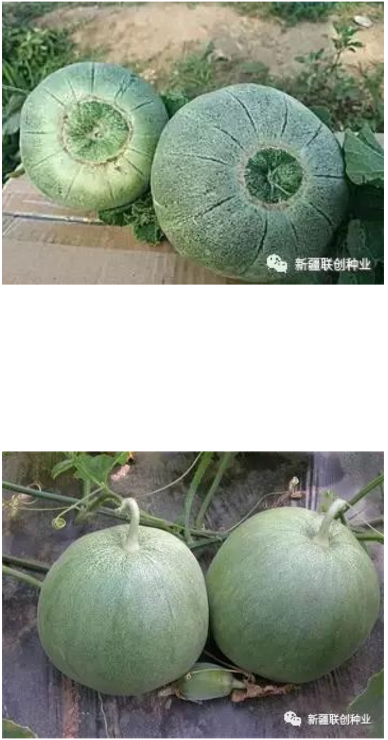 冰糖甜宝抗病性强，抗病毒含糖量16度易座果口感好