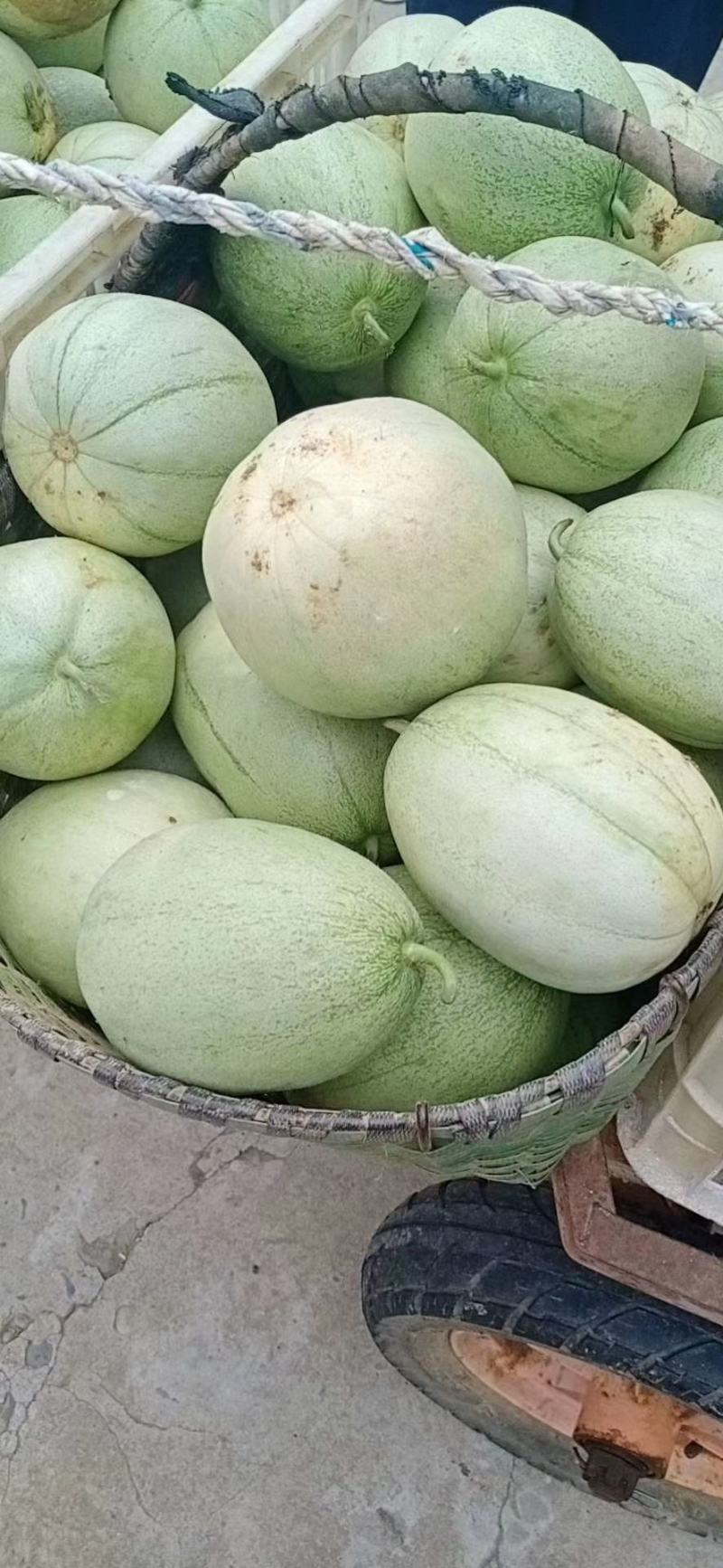 【优选精品】绿宝甜瓜产地直发，香瓜，支持基地考察视频看货