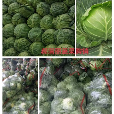 山西甘蓝圆包菜产地直销可袋装散装
