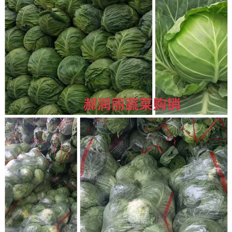 山西甘蓝圆包菜产地直销可袋装散装