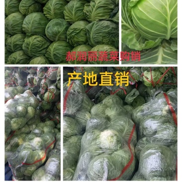 山西脆皮甘蓝圆包菜(袋装、散装)产地直销/质量优质