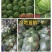 山西脆皮甘蓝圆包菜(袋装、散装)产地直销/质量优质