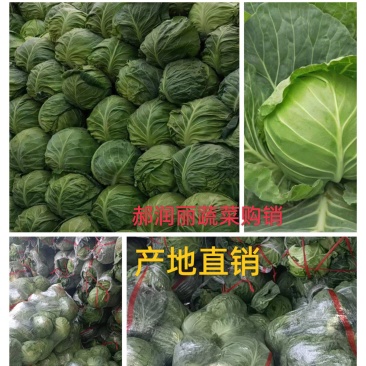山西甘蓝圆包菜、(袋装、散装)产地直销、保证质量