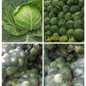 山西圆包菜甘蓝新货上市产地直供质量优质