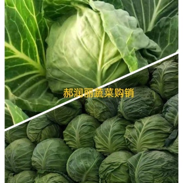 太谷甘蓝圆包菜（袋装散装都可以）产地直销
