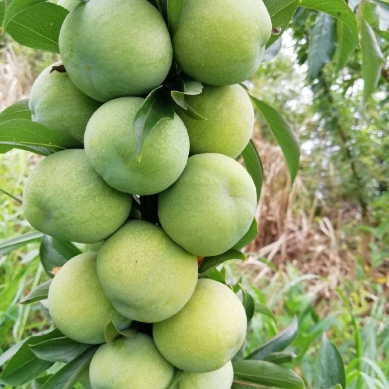 贵州李子四月李脆甜可口，可以视频看果园，也可以到果园看