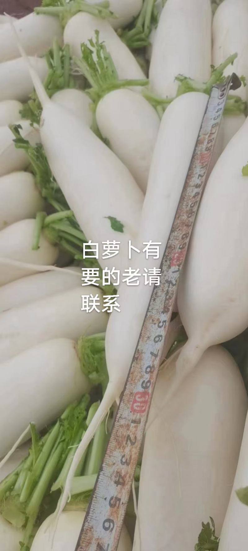 韩白308白萝卜种子厚皮不糠心不裂根商品性好口感好产量高
