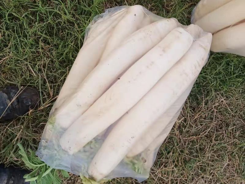 韩白308白萝卜种子厚皮不糠心不裂根商品性好口感好产量高