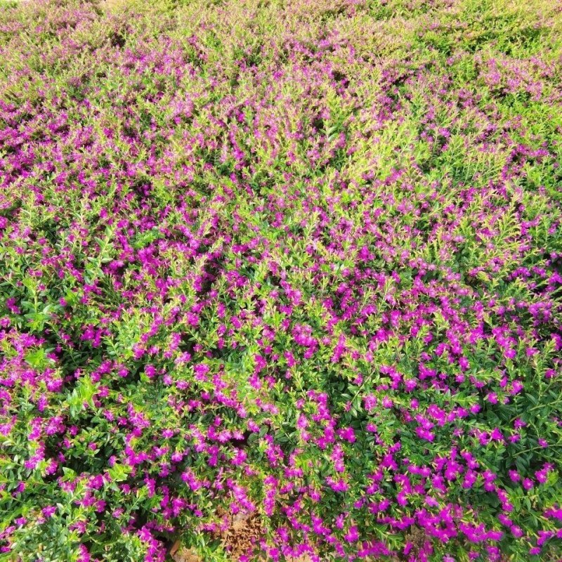 特价满天星盆栽带花苞四季开花不断客厅阳台室内观赏花卉绿植