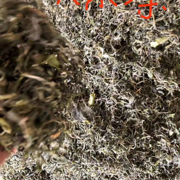 纯手工炒制云南绿茶