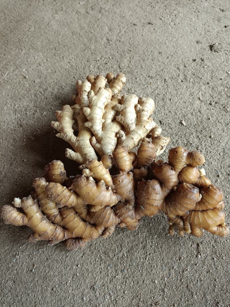 沙里淘姜，版型好看，色泽鲜黄，性价比超高