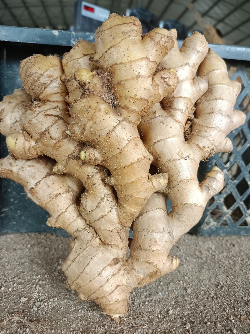 沙里淘姜，版型好看，色泽鲜黄，性价比超高