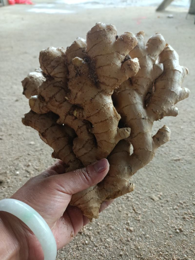 沙里淘姜，版型好看，色泽鲜黄，性价比超高