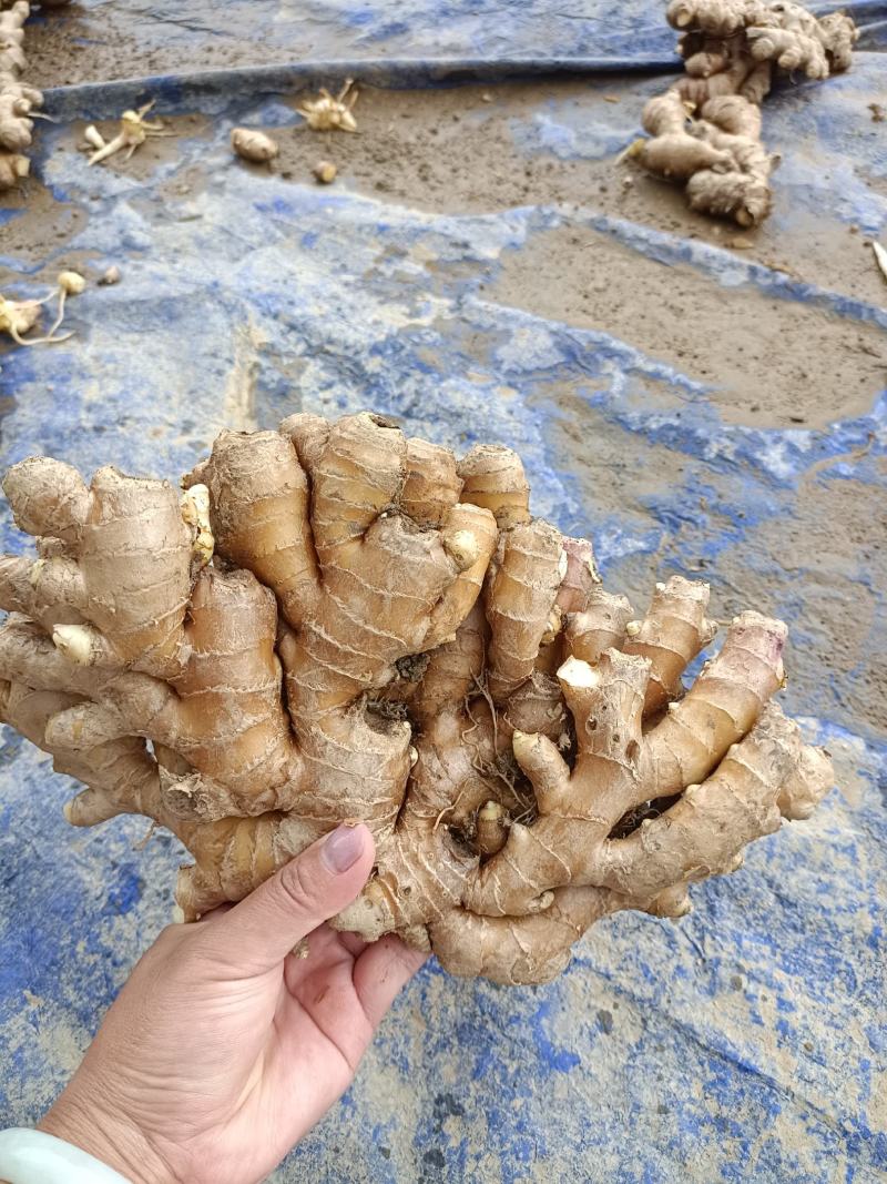 沙里淘姜，版型好看，色泽鲜黄，性价比超高