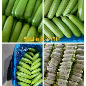 绿皮西葫芦颜色绿条形好产地直销