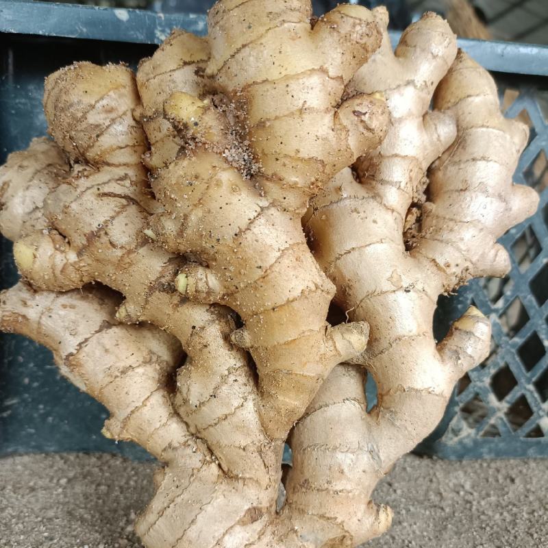 沙里淘姜，版型好看，色泽鲜黄，性价比超高