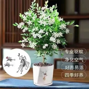驱蚊虫九里香四季开花花卉绿植常青植物清香木吸甲醛浓香包邮