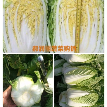 山西黄心白菜产地直销质量保证专业装车