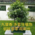 驱蚊虫九里香四季开花花卉绿植常青植物清香木吸甲醛浓香包邮