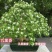 驱蚊虫九里香四季开花花卉绿植常青植物清香木吸甲醛浓香包邮
