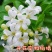 驱蚊虫九里香四季开花花卉绿植常青植物清香木吸甲醛浓香包邮