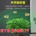 驱蚊虫九里香四季开花花卉绿植常青植物清香木吸甲醛浓香包邮