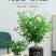 驱蚊虫九里香四季开花花卉绿植常青植物清香木吸甲醛浓香包邮