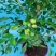 驱蚊虫九里香四季开花花卉绿植常青植物清香木吸甲醛浓香包邮