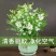 驱蚊虫九里香四季开花花卉绿植常青植物清香木吸甲醛浓香包邮
