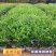 驱蚊虫九里香四季开花花卉绿植常青植物清香木吸甲醛浓香包邮