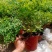 驱蚊虫九里香四季开花花卉绿植常青植物清香木吸甲醛浓香包邮