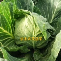 甘蓝圆包菜（袋装散装）量大，价格从优