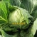 甘蓝圆包菜（袋装散装）量大，价格从优