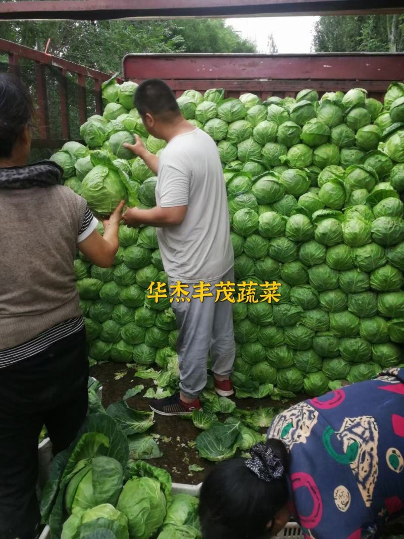 精品圆包菜，2～3斤，产地供应，价格从优