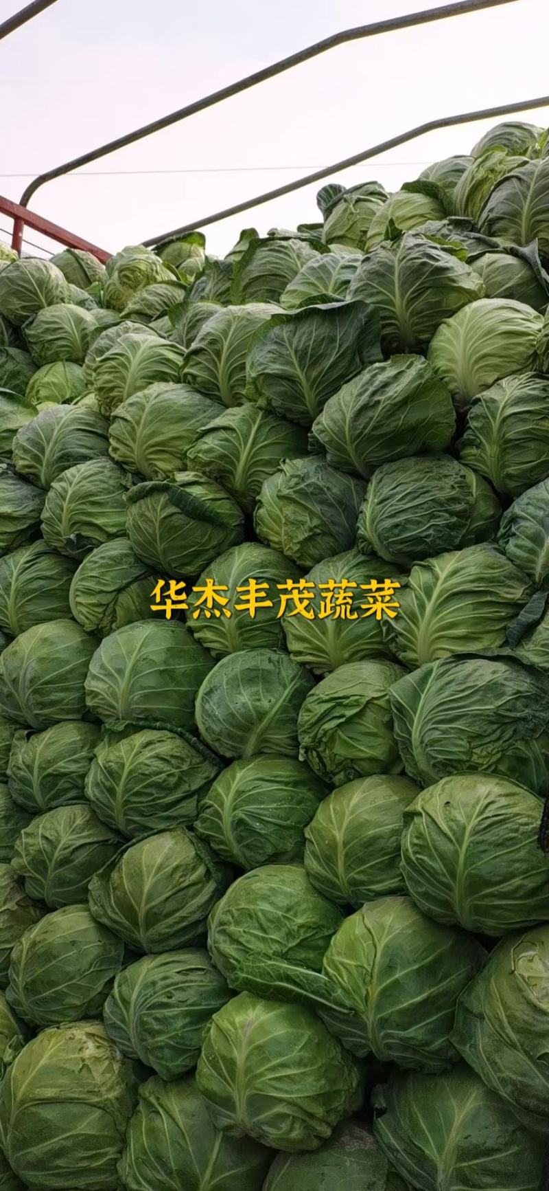 精品圆包菜，2～3斤，产地供应，价格从优