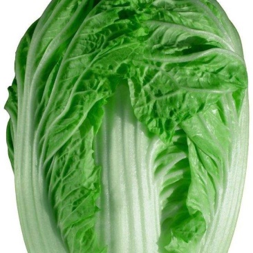 黑龙江白菜种植基地
